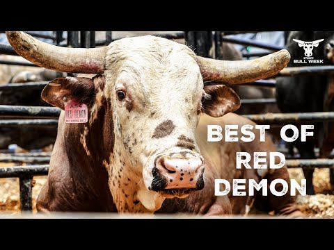 Red Demon Top Highlights |  Watch Out For this Bull