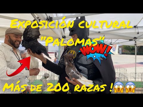 , title : 'Primera exposición cultural de “PALOMAS” 😱 más de 200 razas!'