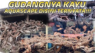 Download lagu GUDANGNYA KAYU AQUASCAPE DISINI TERNYATA!!! SANTIGINYA BANYAK BANGET mp3 Download lagu GUDANGNYA KAYU AQUASCAPE DISINI TERNYATA!!! SANTIGINYA BANYAK BANGET mp3