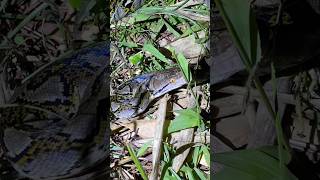Download lagu So many nocturnal snakes are active tonight mp3 Download lagu So many nocturnal snakes are active tonight mp3