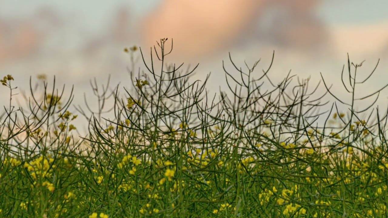 RAF FERRARI WAITING FOR EDO RECORDING SESSION thumbnail
