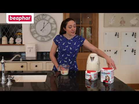 Сухое молоко для котят Beaphar Lactol Kitty Milk 500 г - фото 1 - id-p1793061784