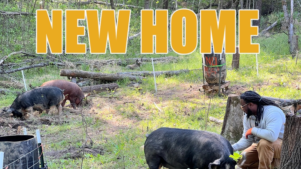     Turning Raw Land Into a Homestead | Prep Work Begins
