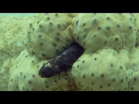 image-Is it legal to use sea cucumbers? 