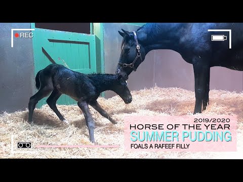 SUMMER PUDDING FOALS DOWN