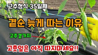 고추곁순 늦게 제거하는 이유 고추 잎 따지 마세요 고추정식35일째 고추농사