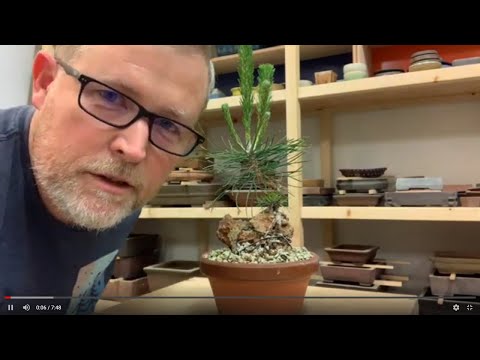 Bonsaify | Early Pine Development - Don't Miss This Key Step