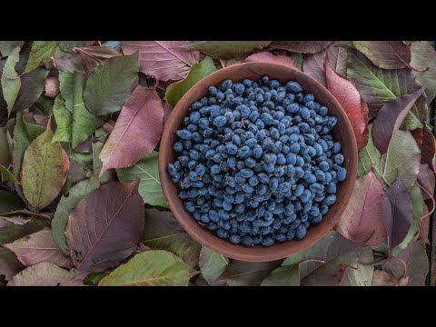 Foraging and Cooking with Nannyberries (Viburnum lentago)