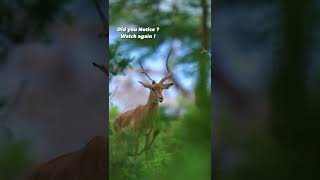 animals whatsapp status video..//