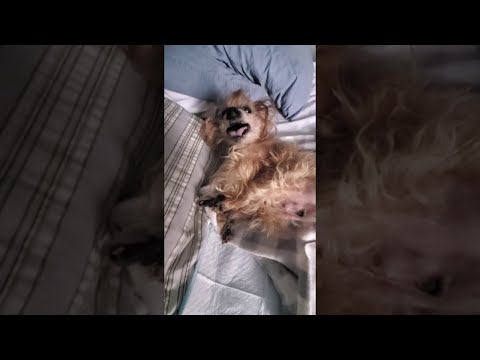 סרטון מצחיק של כלב קטן ששונא להתעורר ולצאת מהמיטה