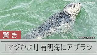 思わず「マジかよ!」九州・佐賀の有明海にアザラシ