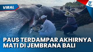 PAUS MATI di Pantai Bali setelah Satu Hari Terdampar di Jembrana, Dikubur secara Hindu