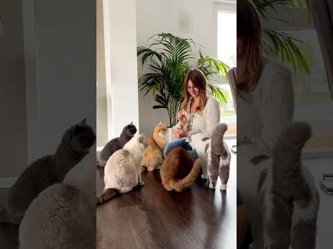 Habt ihr mehr als 6 Katzen? #katzenmama #katze