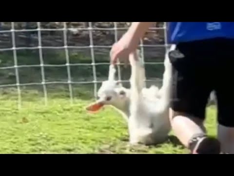 Best of Fainting Goats 2024😂😂