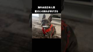 海外在住日本人男。一時帰国での愛犬とのお別れが辛すぎる…