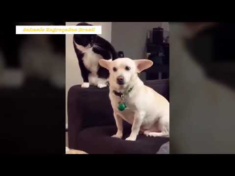 😍 Animais Engraçados 2021 #2 😻Funny Animals 🐶 Os Melhores Videos de Animais Engraçados 2021