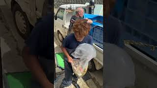 Download lagu First Maruhiro Tosai going into the koi house! #koi #fish #koifish #japan #japanesekoi mp3