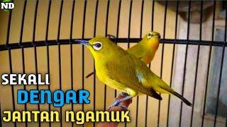 Download lagu Sekali Dengar Pleci Jantan Langsung Ngamuk !! Pleci Betina Memanggil Jantan mp3 Download lagu Sekali Dengar Pleci Jantan Langsung Ngamuk !! Pleci Betina Memanggil Jantan mp3