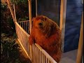 Big Bear In The Big Blue House Good Morning Song