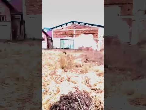 Vanzare teren intravilan, Codlea, Brasov — Video