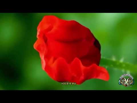 Tudo Italo Dance and Conexão Dance Now Ofc 