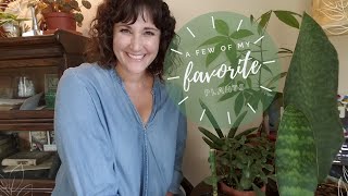 My Favorite Plants (Today) 💚🌿💚