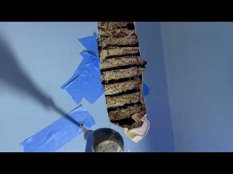 Found a Huge Yellow Jackets Nest in the Walls in Island Heights, NJ