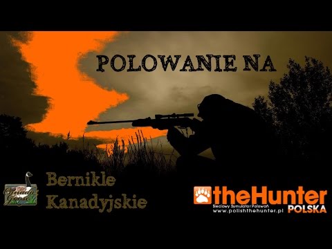 Polowanie na Bernikle Kanadyjskie - The Hunter [Gameplay / 60fps]