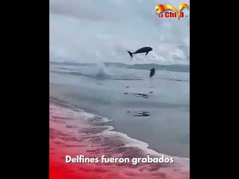 ¡Dios qué hermoso! Delfines fueron grabados en #Acandí, Chocó.
