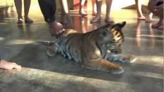 preview picture of video 'Tiger Kingdom - Mae Rim - Chiang Mai 04'