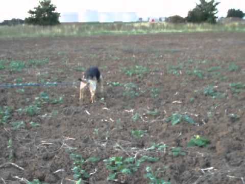 Skye - training for FCI 2013 World Championship