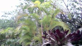 Hau'oli lā hānau to Red