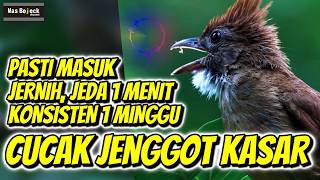 Download lagu CUCAK JENGGOT JERNIH JEDA 1 MENIT, PANCINGAN MANTAP mp3