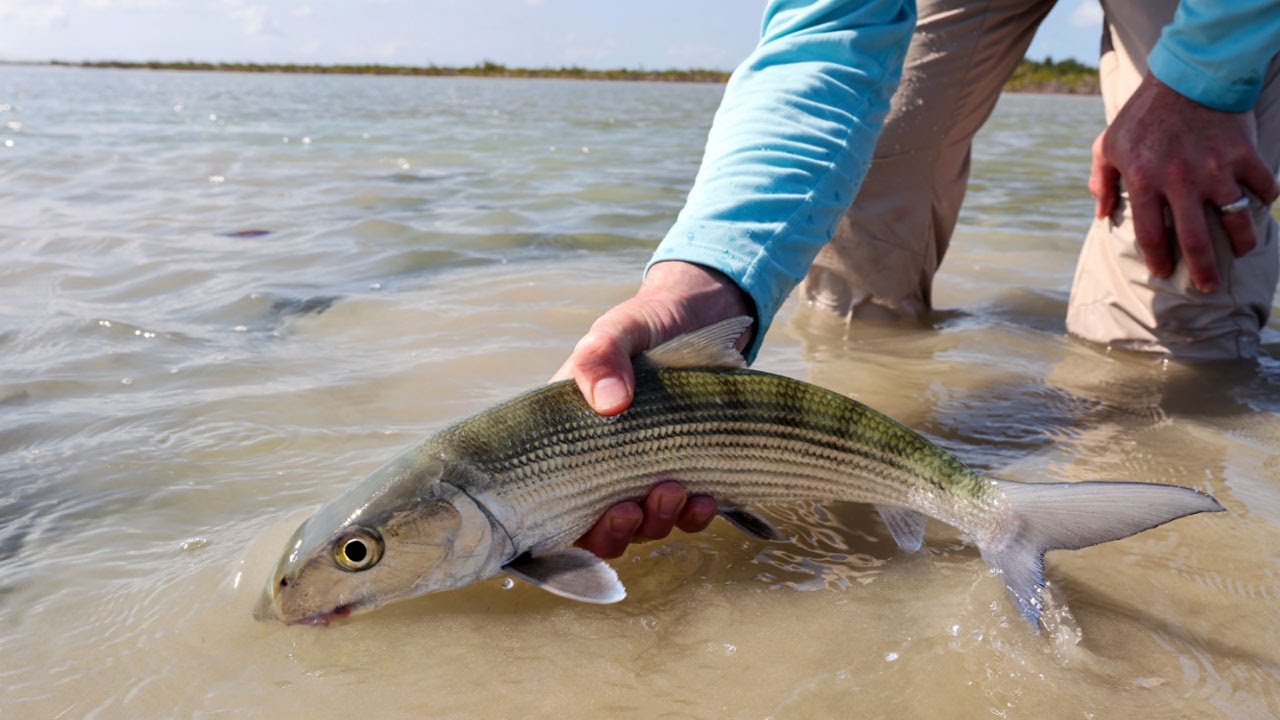 Abaco Lodge - Video