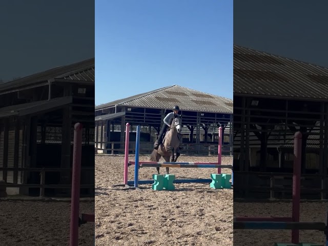 Poney Connemara pleins papiers 1M56