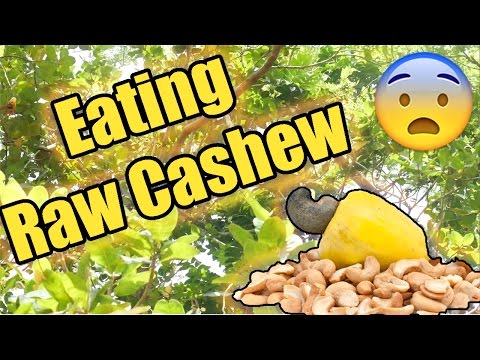 download lagu mp3 mp4 Raw Cashews, download lagu Raw Cashews gratis, unduh video klip Raw Cashews