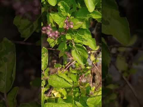 Ar tulsi yra vijoklinis augalas? Ar tulsi yra vijoklinis augalas?