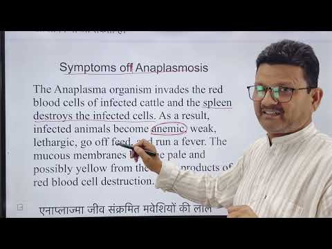 Blood protozoan l Anaplasmosis l Dr. Umar Khan