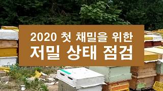 2020 첫 채밀을 위한 저밀 상태 점검(2020.06.03)