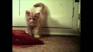 Negativland: Potty Air