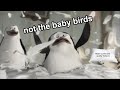 Penguins Of Madagascar Being Iconic