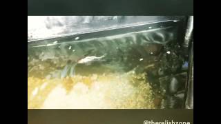 Swim Fish, Swim. 🐟 Swim - Reamonn.