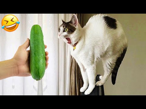 C'est amusant quand les chats sont effrayés par le concombre en arrière plan