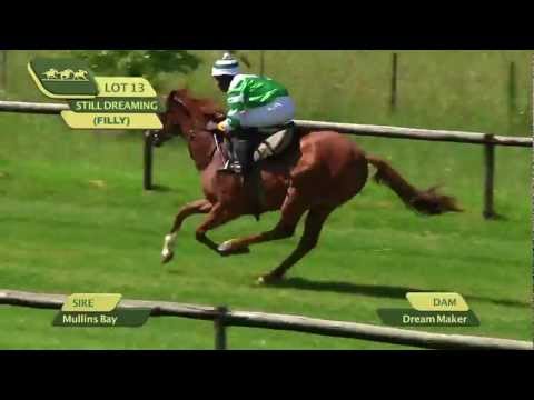 LOT 40 - STILL DREAMING (Mullins Bay - Dream Maker)