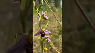 Truly remarkable - the Bee Orchid -  https://blog.climbitrange.co.uk/wild-orchids-in-warwickshire/