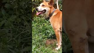 Download lagu inilah anjing pemburu baru  🐶😍 mp3