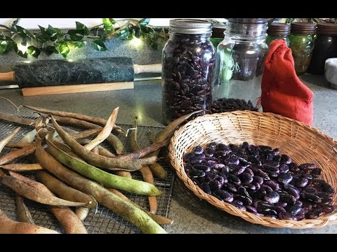 download lagu mp3 mp4 How To Dry Green Beans, download lagu How To Dry Green Beans gratis, unduh video klip How To Dry Green Beans