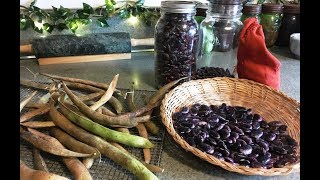 Drying and Storing Garden Beans