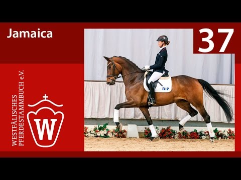 37 Jamaica Stute v. Jazzmate - Hotline