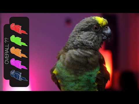 Meyer's Parrot, The Best Pet Parrot?